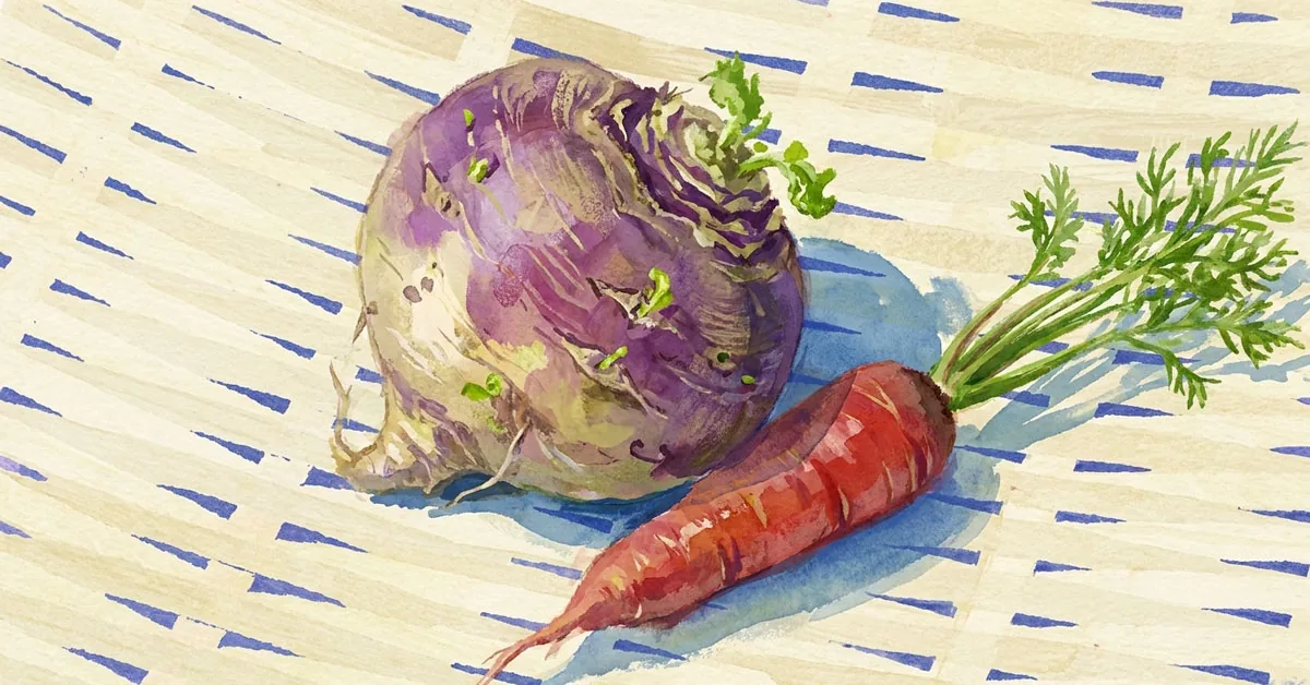 Rutabaga violet et carotte illustrés à l’aquarelle