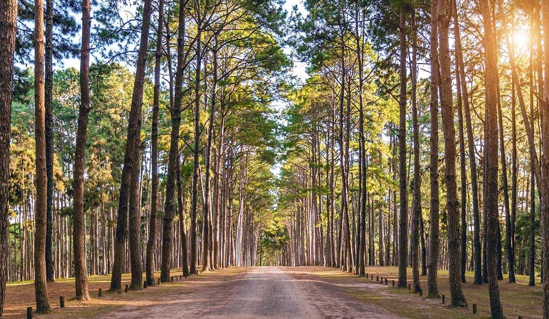 Bains de forêt: Les bienfaits du shinrin-yoku pour la santé