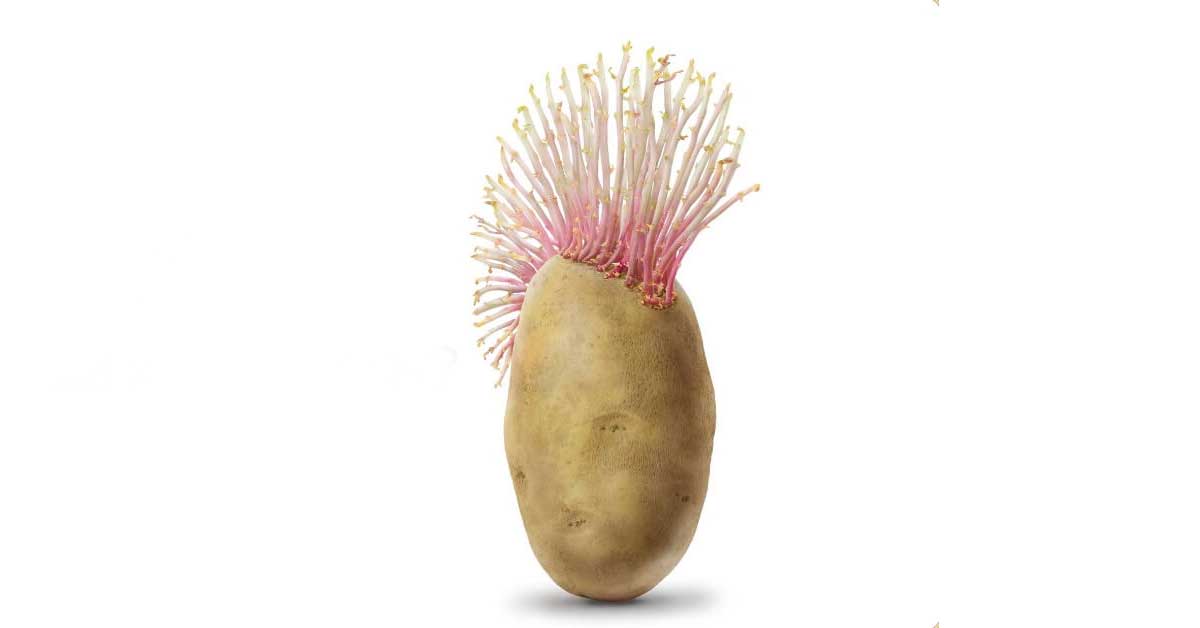 pomme de terre verte germée