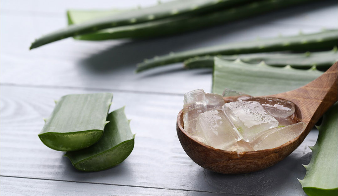 Aloe vera : bienfaits et utilisations thérapeutiques