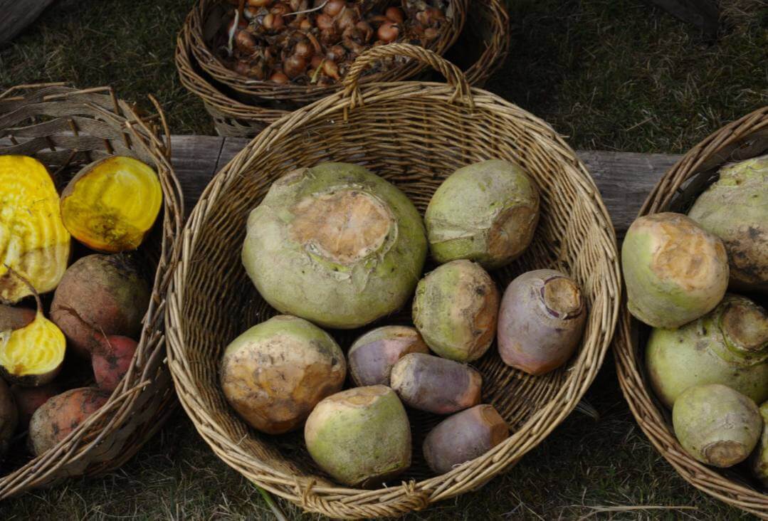 Rutabaga turneps